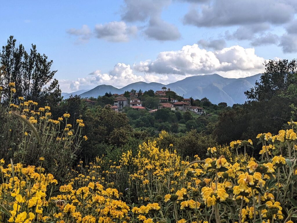 wildflowers in Greece