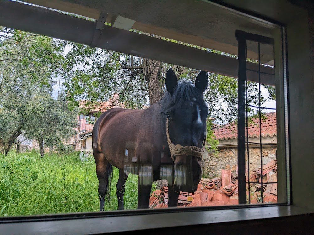 horse looking through a window