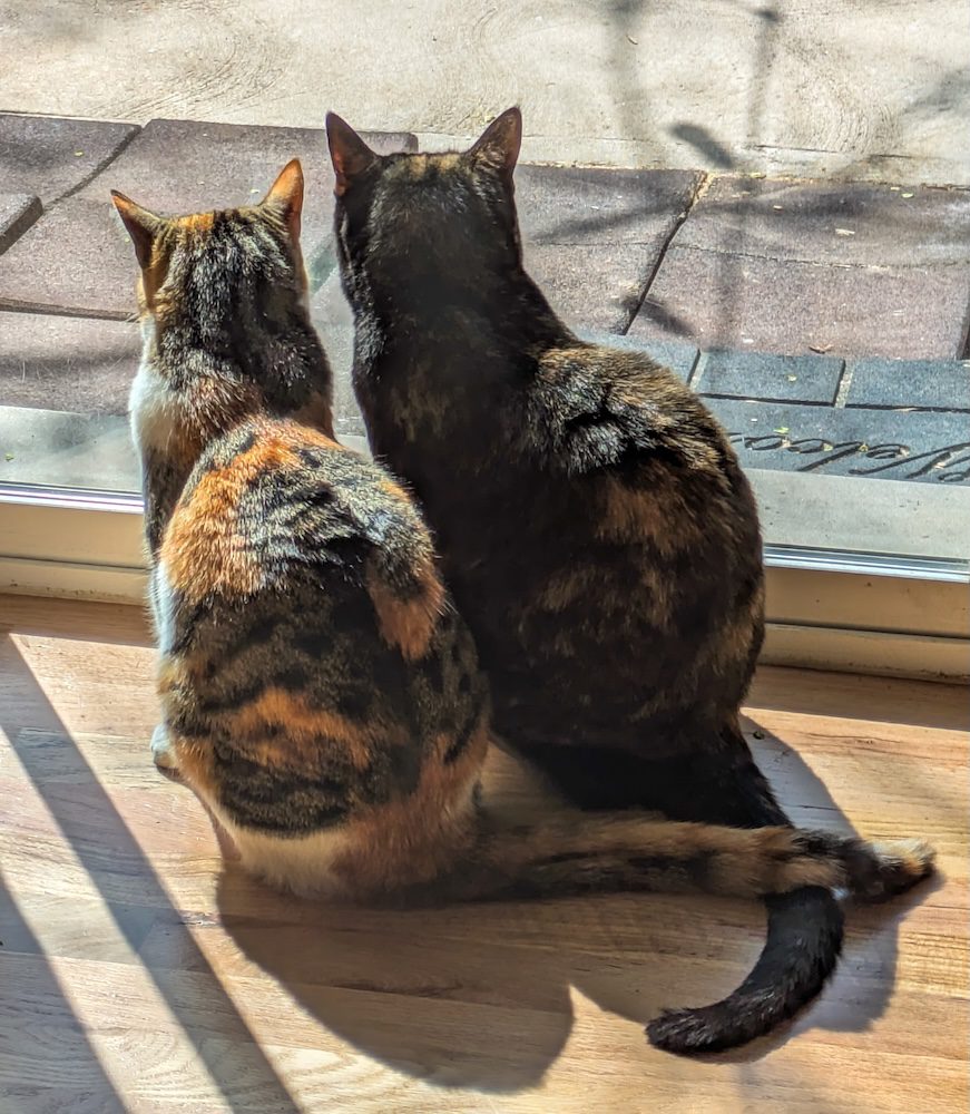 A Couple and A Couple of Cats: The story of Ellie A Couple and A Couple of Cats: The story of Ellie